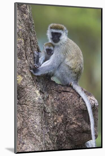 Africa. Tanzania. Vervet monkey female and juvenile at Ngorongoro Crater.-Ralph H. Bendjebar-Mounted Photographic Print