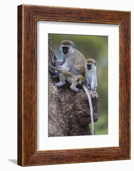 Africa. Tanzania. Vervet monkey female and juvenile at Ngorongoro Crater.-Ralph H. Bendjebar-Framed Photographic Print