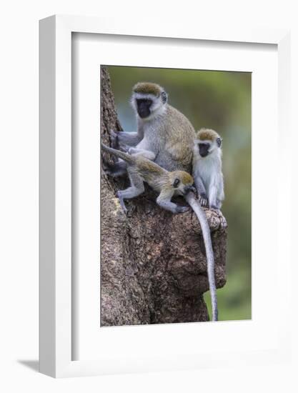 Africa. Tanzania. Vervet monkey female and juvenile at Ngorongoro Crater.-Ralph H. Bendjebar-Framed Photographic Print