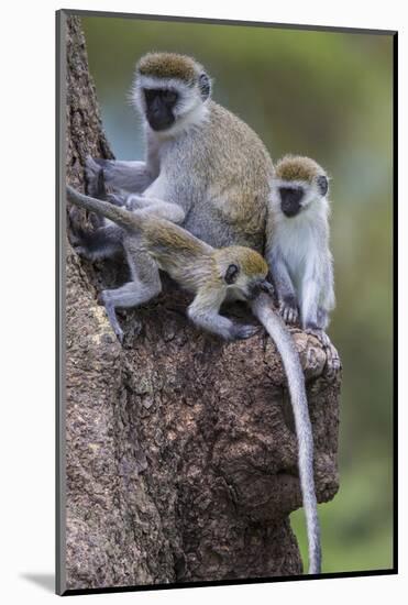 Africa. Tanzania. Vervet monkey female and juvenile at Ngorongoro Crater.-Ralph H. Bendjebar-Mounted Photographic Print