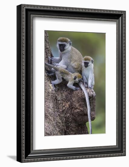 Africa. Tanzania. Vervet monkey female and juvenile at Ngorongoro Crater.-Ralph H. Bendjebar-Framed Photographic Print