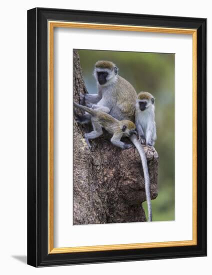 Africa. Tanzania. Vervet monkey female and juvenile at Ngorongoro Crater.-Ralph H. Bendjebar-Framed Photographic Print