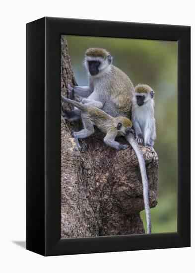 Africa. Tanzania. Vervet monkey female and juvenile at Ngorongoro Crater.-Ralph H. Bendjebar-Framed Premier Image Canvas