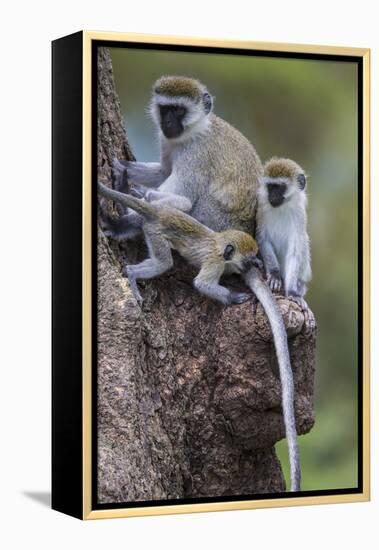 Africa. Tanzania. Vervet monkey female and juvenile at Ngorongoro Crater.-Ralph H. Bendjebar-Framed Premier Image Canvas