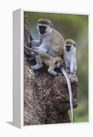 Africa. Tanzania. Vervet monkey female and juvenile at Ngorongoro Crater.-Ralph H. Bendjebar-Framed Premier Image Canvas