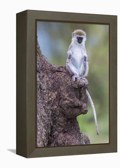 Africa. Tanzania. Vervet monkey juvenile at Ngorongoro Crater.-Ralph H. Bendjebar-Framed Premier Image Canvas