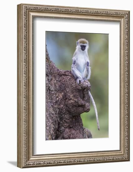 Africa. Tanzania. Vervet monkey juvenile at Ngorongoro Crater.-Ralph H. Bendjebar-Framed Photographic Print