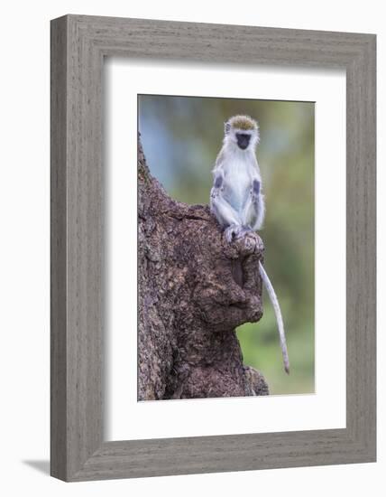 Africa. Tanzania. Vervet monkey juvenile at Ngorongoro Crater.-Ralph H. Bendjebar-Framed Photographic Print