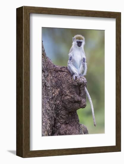 Africa. Tanzania. Vervet monkey juvenile at Ngorongoro Crater.-Ralph H. Bendjebar-Framed Photographic Print