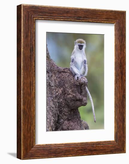 Africa. Tanzania. Vervet monkey juvenile at Ngorongoro Crater.-Ralph H. Bendjebar-Framed Photographic Print