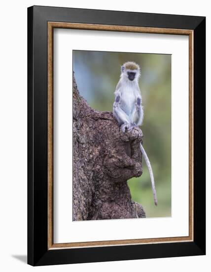 Africa. Tanzania. Vervet monkey juvenile at Ngorongoro Crater.-Ralph H. Bendjebar-Framed Photographic Print