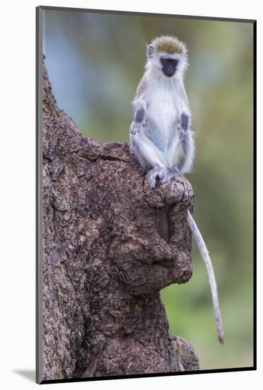 Africa. Tanzania. Vervet monkey juvenile at Ngorongoro Crater.-Ralph H. Bendjebar-Mounted Photographic Print