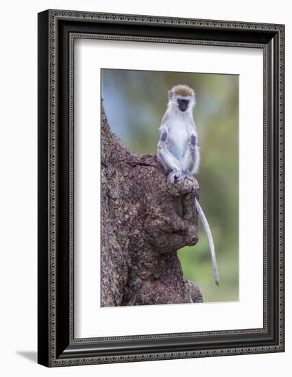 Africa. Tanzania. Vervet monkey juvenile at Ngorongoro Crater.-Ralph H. Bendjebar-Framed Photographic Print