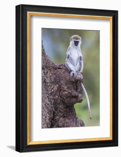 Africa. Tanzania. Vervet monkey juvenile at Ngorongoro Crater.-Ralph H. Bendjebar-Framed Photographic Print