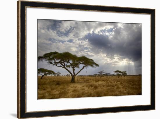 Africa. Tanzania. Views of the savanna, Serengeti National Park.-Ralph H. Bendjebar-Framed Photographic Print