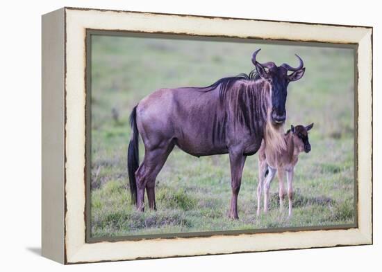 Africa. Tanzania. Wildebeest birthing during the Migration, Serengeti National Park.-Ralph H. Bendjebar-Framed Premier Image Canvas