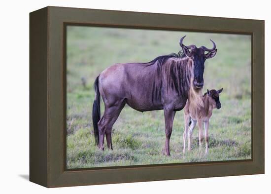 Africa. Tanzania. Wildebeest birthing during the Migration, Serengeti National Park.-Ralph H. Bendjebar-Framed Premier Image Canvas