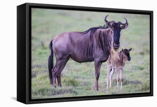 Africa. Tanzania. Wildebeest birthing during the Migration, Serengeti National Park.-Ralph H. Bendjebar-Framed Premier Image Canvas
