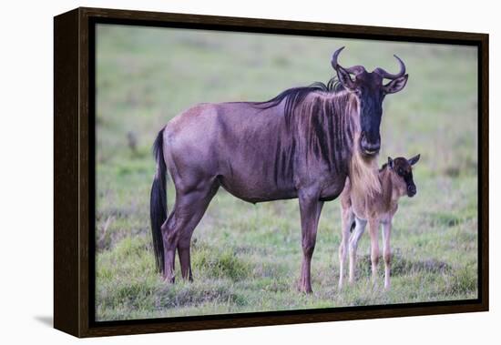 Africa. Tanzania. Wildebeest birthing during the Migration, Serengeti National Park.-Ralph H. Bendjebar-Framed Premier Image Canvas