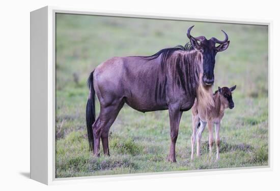 Africa. Tanzania. Wildebeest birthing during the Migration, Serengeti National Park.-Ralph H. Bendjebar-Framed Premier Image Canvas