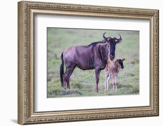 Africa. Tanzania. Wildebeest birthing during the Migration, Serengeti National Park.-Ralph H. Bendjebar-Framed Photographic Print