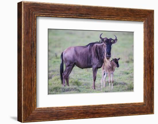 Africa. Tanzania. Wildebeest birthing during the Migration, Serengeti National Park.-Ralph H. Bendjebar-Framed Photographic Print