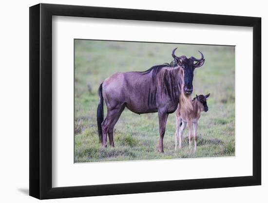 Africa. Tanzania. Wildebeest birthing during the Migration, Serengeti National Park.-Ralph H. Bendjebar-Framed Photographic Print