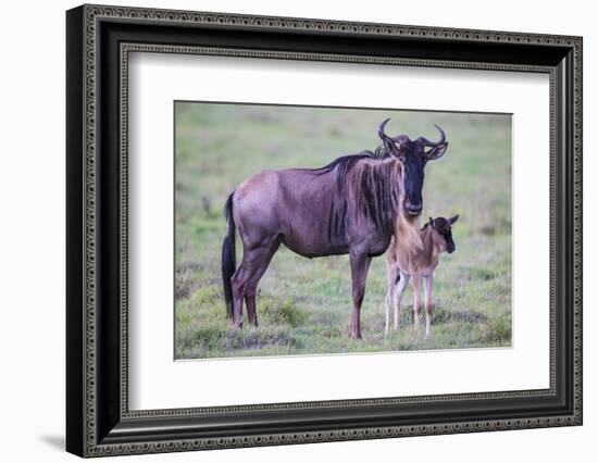 Africa. Tanzania. Wildebeest birthing during the Migration, Serengeti National Park.-Ralph H. Bendjebar-Framed Photographic Print