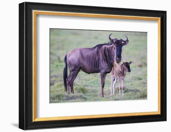 Africa. Tanzania. Wildebeest birthing during the Migration, Serengeti National Park.-Ralph H. Bendjebar-Framed Photographic Print