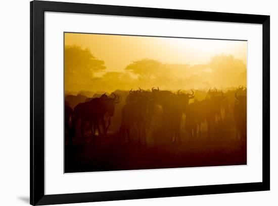 Africa. Tanzania. Wildebeest during the Migration, Serengeti National Park.-Ralph H. Bendjebar-Framed Premium Photographic Print