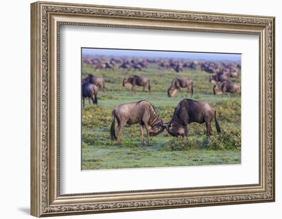 Africa. Tanzania. Wildebeest fighting during the Migration, Serengeti National Park.-Ralph H. Bendjebar-Framed Photographic Print