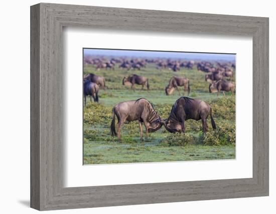 Africa. Tanzania. Wildebeest fighting during the Migration, Serengeti National Park.-Ralph H. Bendjebar-Framed Photographic Print