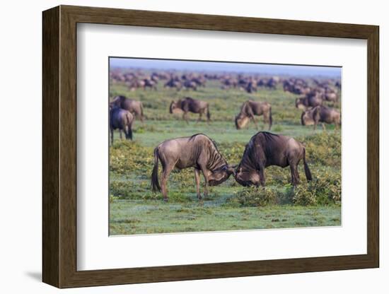 Africa. Tanzania. Wildebeest fighting during the Migration, Serengeti National Park.-Ralph H. Bendjebar-Framed Photographic Print