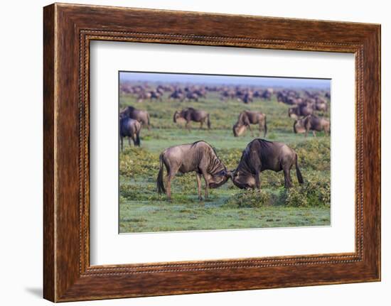 Africa. Tanzania. Wildebeest fighting during the Migration, Serengeti National Park.-Ralph H. Bendjebar-Framed Photographic Print