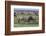 Africa. Tanzania. Wildebeest fighting during the Migration, Serengeti National Park.-Ralph H. Bendjebar-Framed Photographic Print