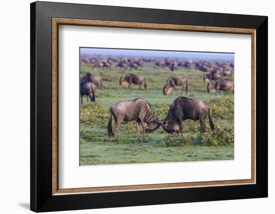 Africa. Tanzania. Wildebeest fighting during the Migration, Serengeti National Park.-Ralph H. Bendjebar-Framed Photographic Print