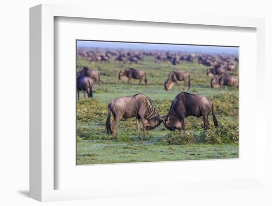 Africa. Tanzania. Wildebeest fighting during the Migration, Serengeti National Park.-Ralph H. Bendjebar-Framed Photographic Print