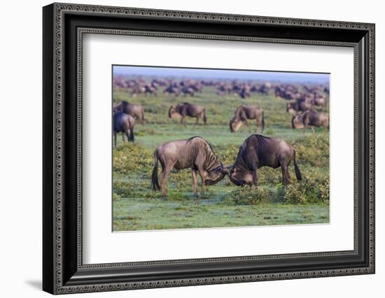 Africa. Tanzania. Wildebeest fighting during the Migration, Serengeti National Park.-Ralph H. Bendjebar-Framed Photographic Print