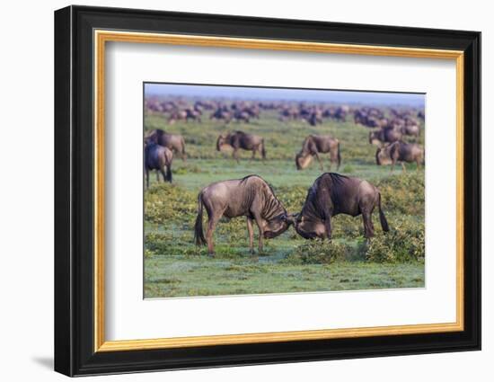 Africa. Tanzania. Wildebeest fighting during the Migration, Serengeti National Park.-Ralph H. Bendjebar-Framed Photographic Print