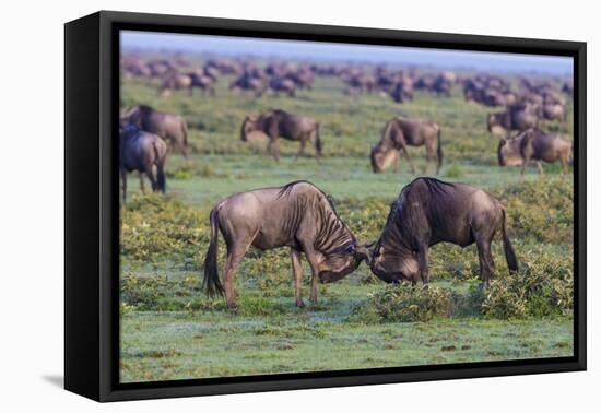 Africa. Tanzania. Wildebeest fighting during the Migration, Serengeti National Park.-Ralph H. Bendjebar-Framed Premier Image Canvas