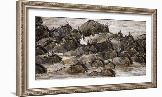 Africa. Tanzania. Wildebeest herd crossing the Mara River, Serengeti National Park.-Ralph H. Bendjebar-Framed Photographic Print