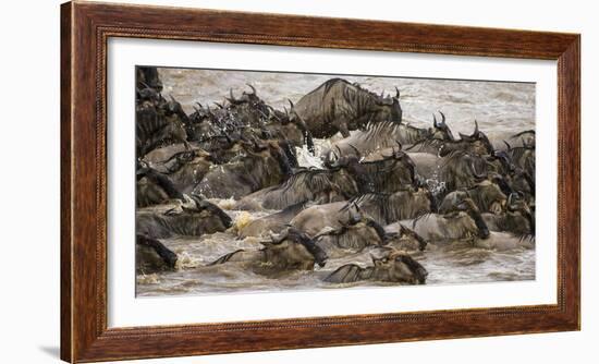 Africa. Tanzania. Wildebeest herd crossing the Mara River, Serengeti National Park.-Ralph H. Bendjebar-Framed Photographic Print