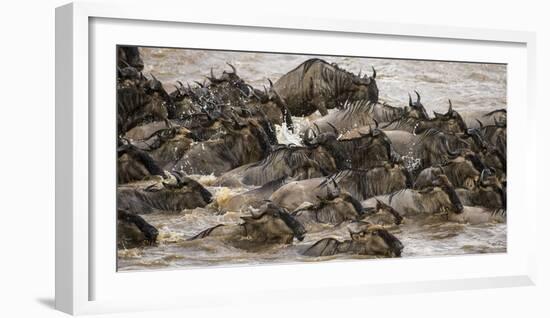 Africa. Tanzania. Wildebeest herd crossing the Mara River, Serengeti National Park.-Ralph H. Bendjebar-Framed Photographic Print