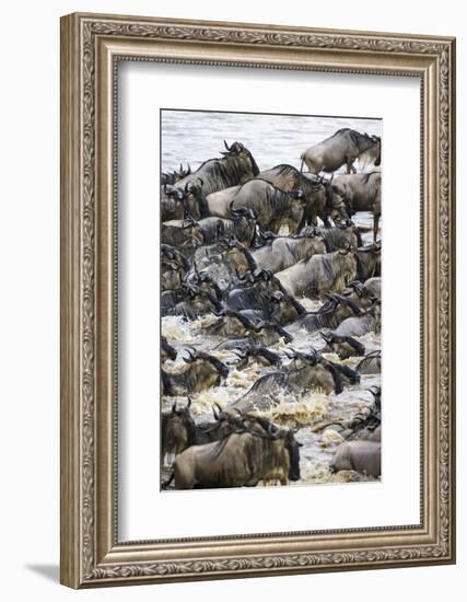 Africa. Tanzania. Wildebeest herd crossing the Mara River, Serengeti National Park.-Ralph H. Bendjebar-Framed Photographic Print