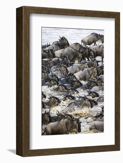 Africa. Tanzania. Wildebeest herd crossing the Mara River, Serengeti National Park.-Ralph H. Bendjebar-Framed Photographic Print