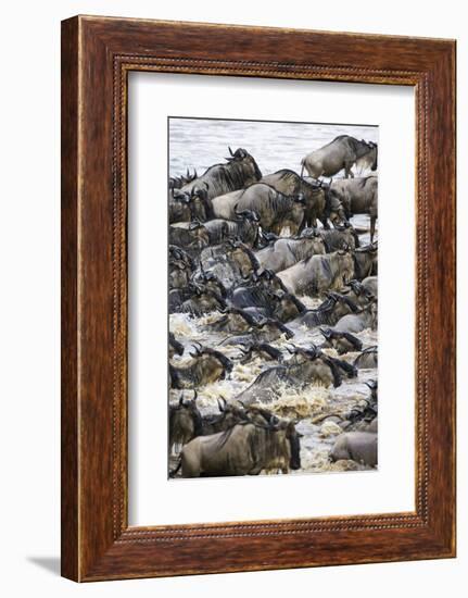 Africa. Tanzania. Wildebeest herd crossing the Mara River, Serengeti National Park.-Ralph H. Bendjebar-Framed Photographic Print