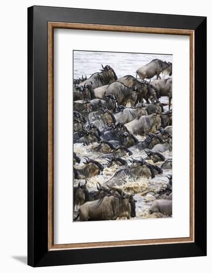 Africa. Tanzania. Wildebeest herd crossing the Mara River, Serengeti National Park.-Ralph H. Bendjebar-Framed Photographic Print