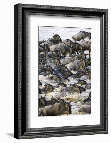 Africa. Tanzania. Wildebeest herd crossing the Mara River, Serengeti National Park.-Ralph H. Bendjebar-Framed Photographic Print