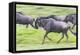 Africa. Tanzania. Wildebeest running during the Migration, Serengeti National Park.-Ralph H. Bendjebar-Framed Premier Image Canvas