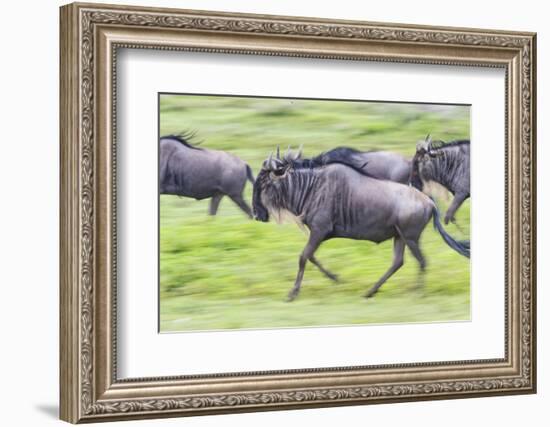 Africa. Tanzania. Wildebeest running during the Migration, Serengeti National Park.-Ralph H. Bendjebar-Framed Photographic Print